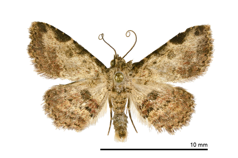 Panilla mila Male